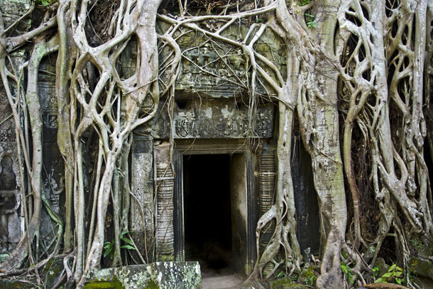 Templo na floresta display